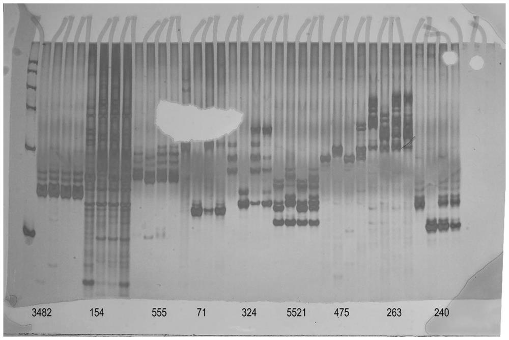 Rice stem base dwarfing control gene, protein, mutant gene, mutant and application thereof