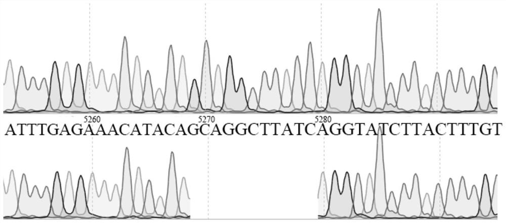 Rice stem base dwarfing control gene, protein, mutant gene, mutant and application thereof