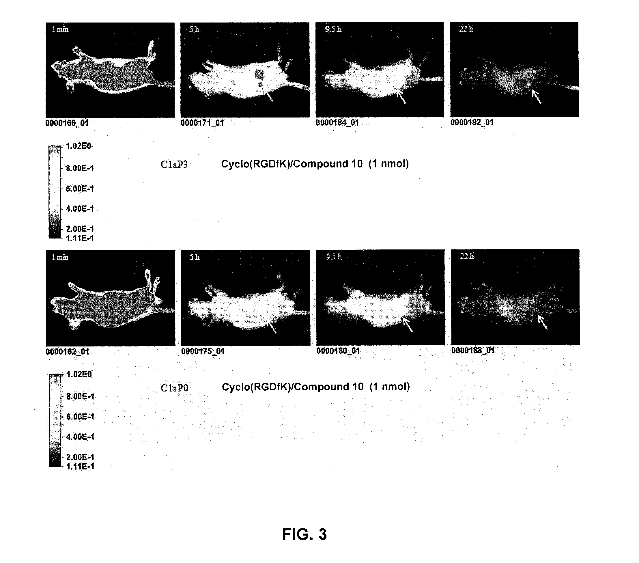 Cyanine dyes and their conjugates