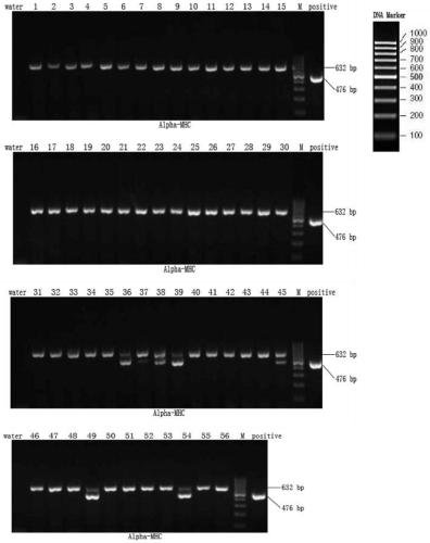 Construction method and application of inducible transgenic mouse cardiomyopathy animal model