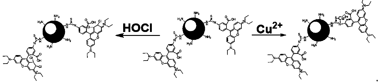 A polymer nanoparticle capable of detecting hypochlorous acid and copper ions, preparation method and application