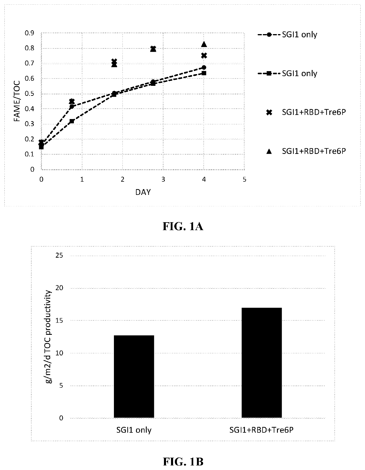 Recombinant algae having high lipid productivity