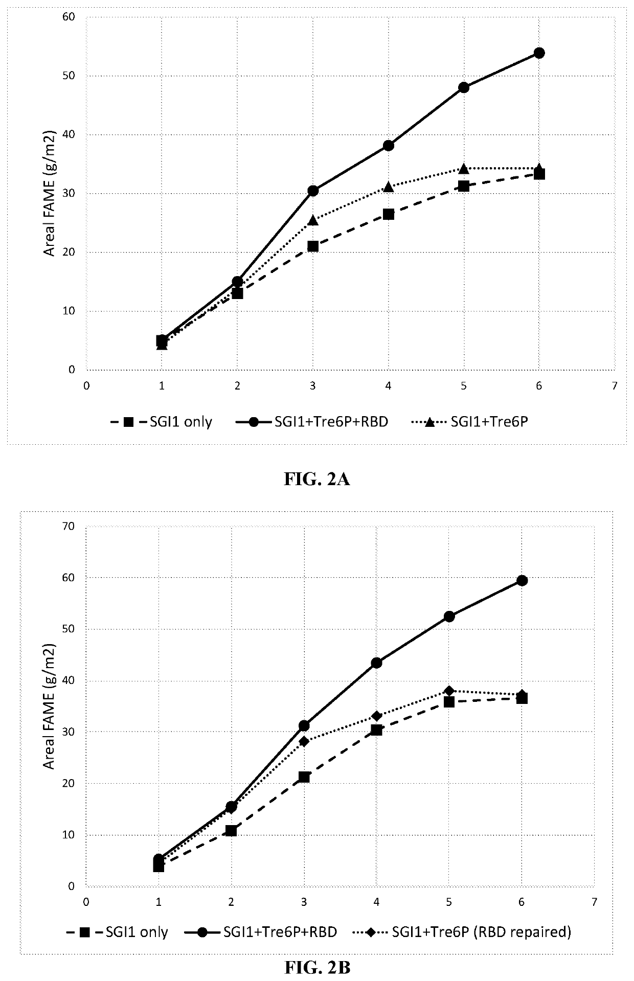 Recombinant algae having high lipid productivity