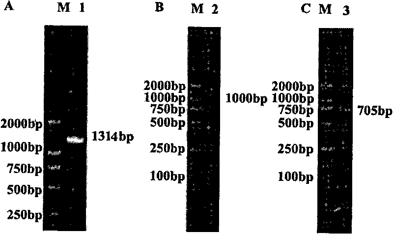 Human Scurfin protein span with membrane penetration sequence, fragment and preparation method