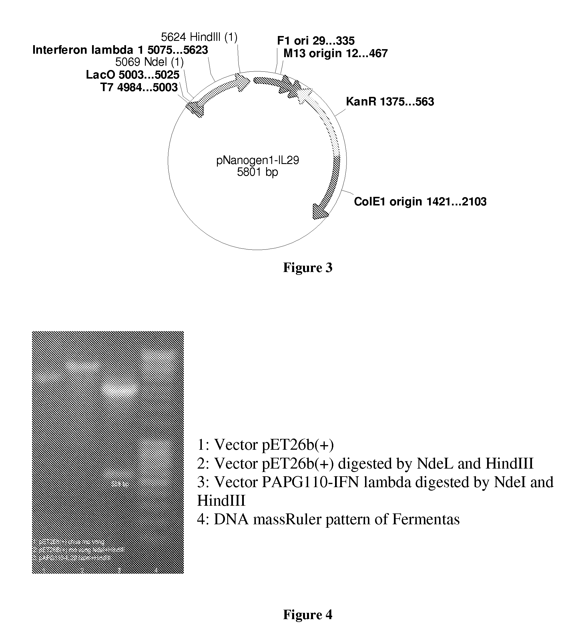 PEG-Interferon Lambda 1 Conjugates