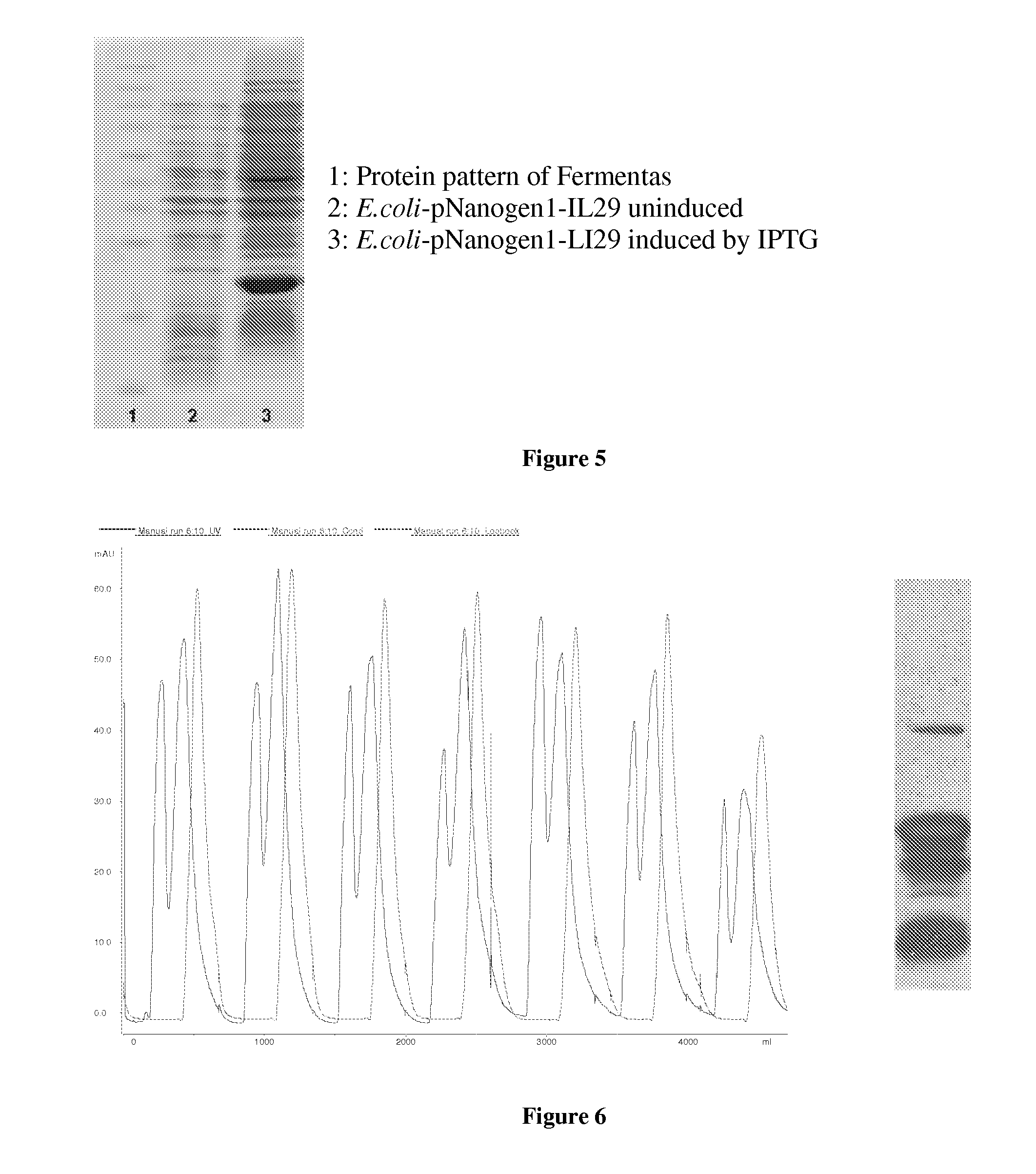 PEG-Interferon Lambda 1 Conjugates