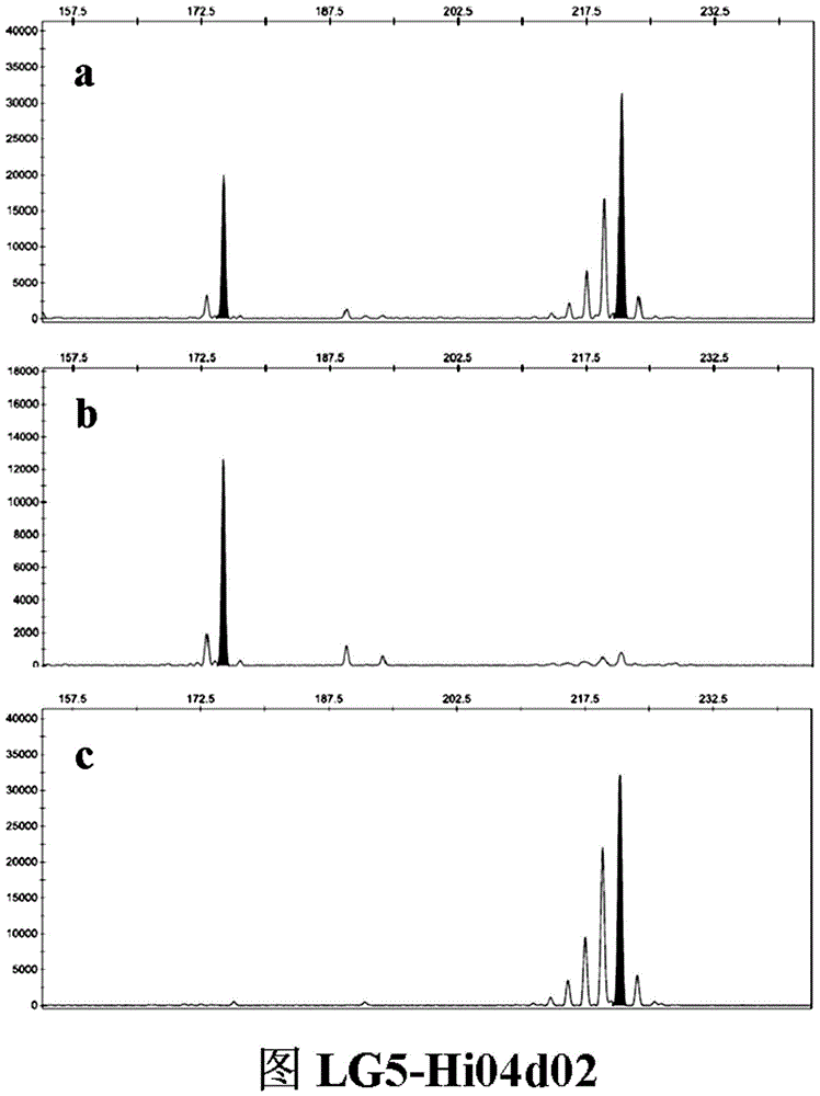 SSR (simple sequence repeat) molecular marker IV for identifying descendant plants of Gala apple and application thereof