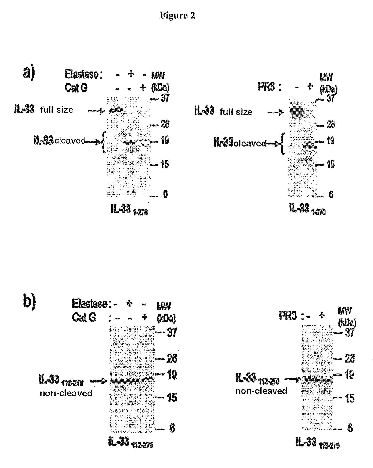 Method for increasing granulocyte number in a patient by administering superactive IL-33 fragments