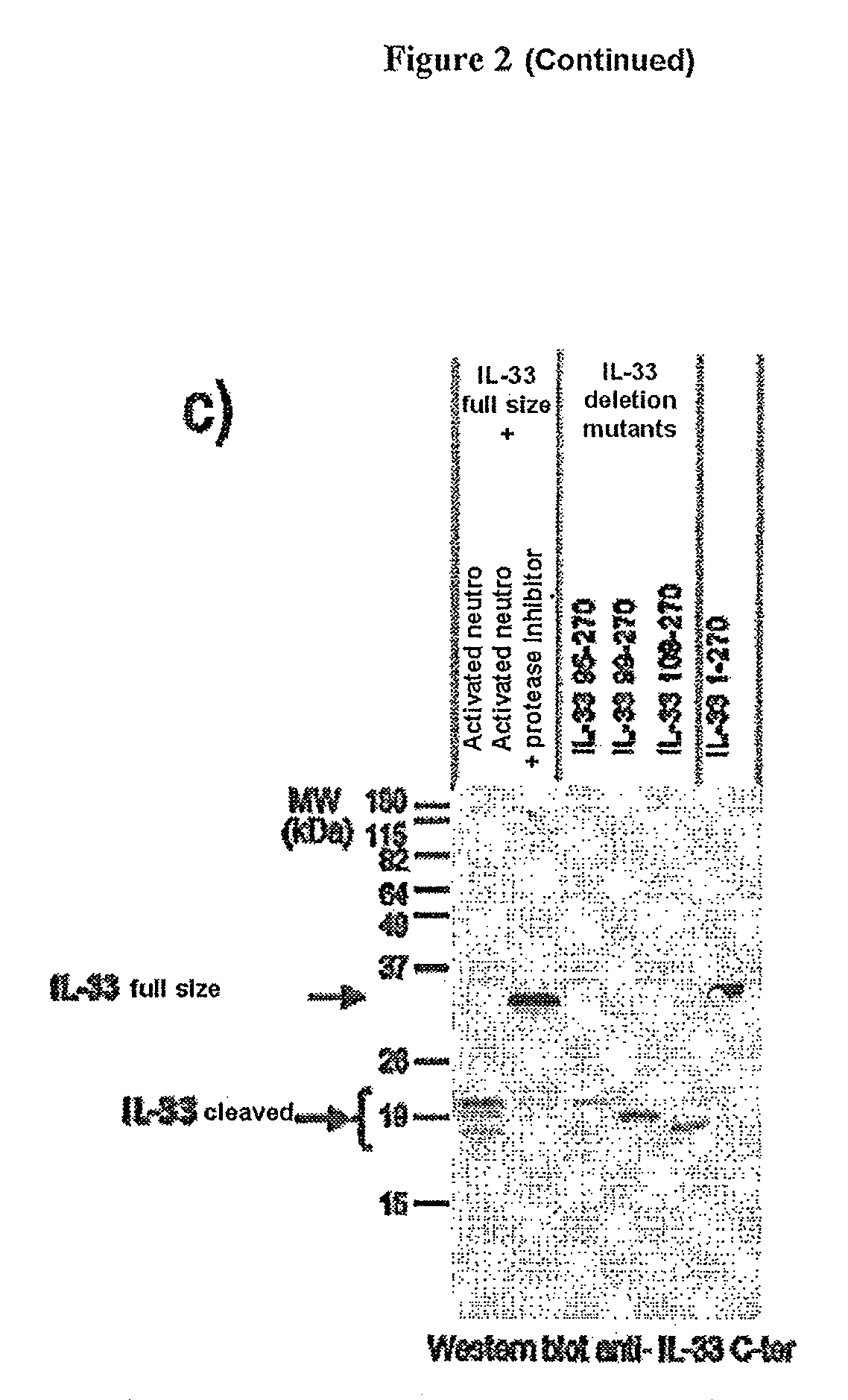 Method for increasing granulocyte number in a patient by administering superactive IL-33 fragments