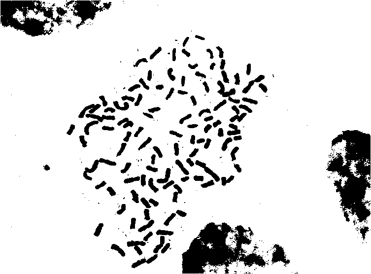 Making method of Camellia magniflora filament chromosome