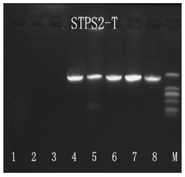 A kind of Phoebe sesquiterpene synthase sgstps2 and its coding gene and application