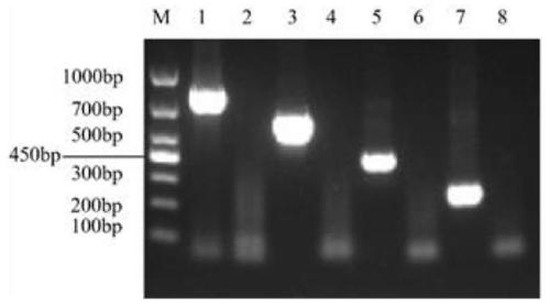 Multi-RT-PCR detection primer set for TGEV, PEDV, SADS-CoV and PDCoV