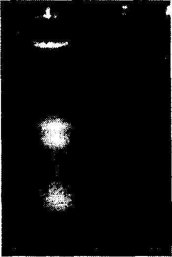 Scylla serrata antibacterial peptide and its genes and clone method for genes