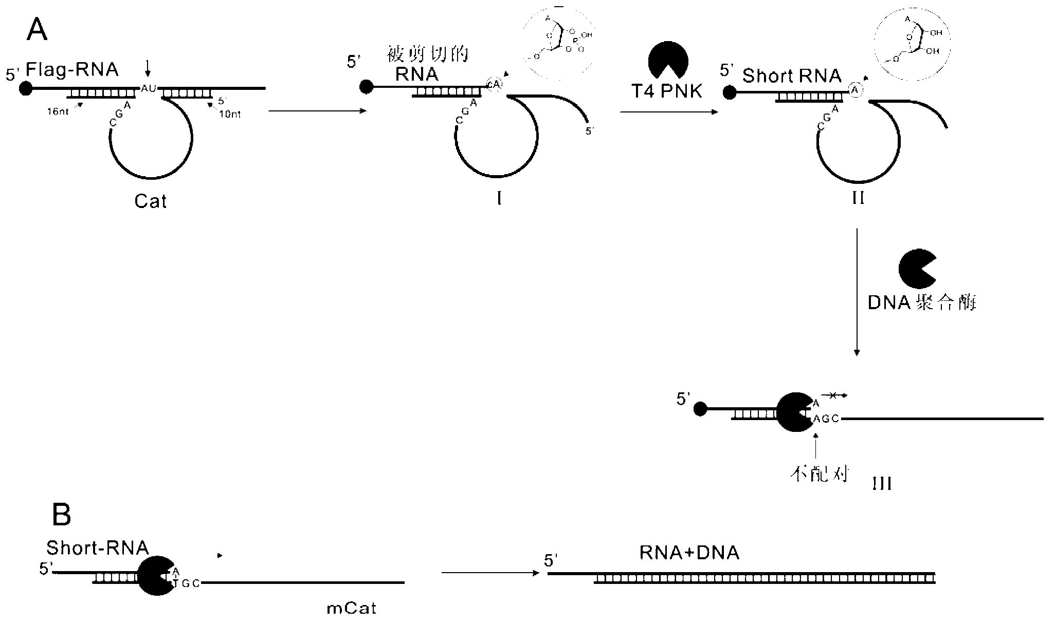 Isothermal detection method of RNA (Ribonucleic Acid)