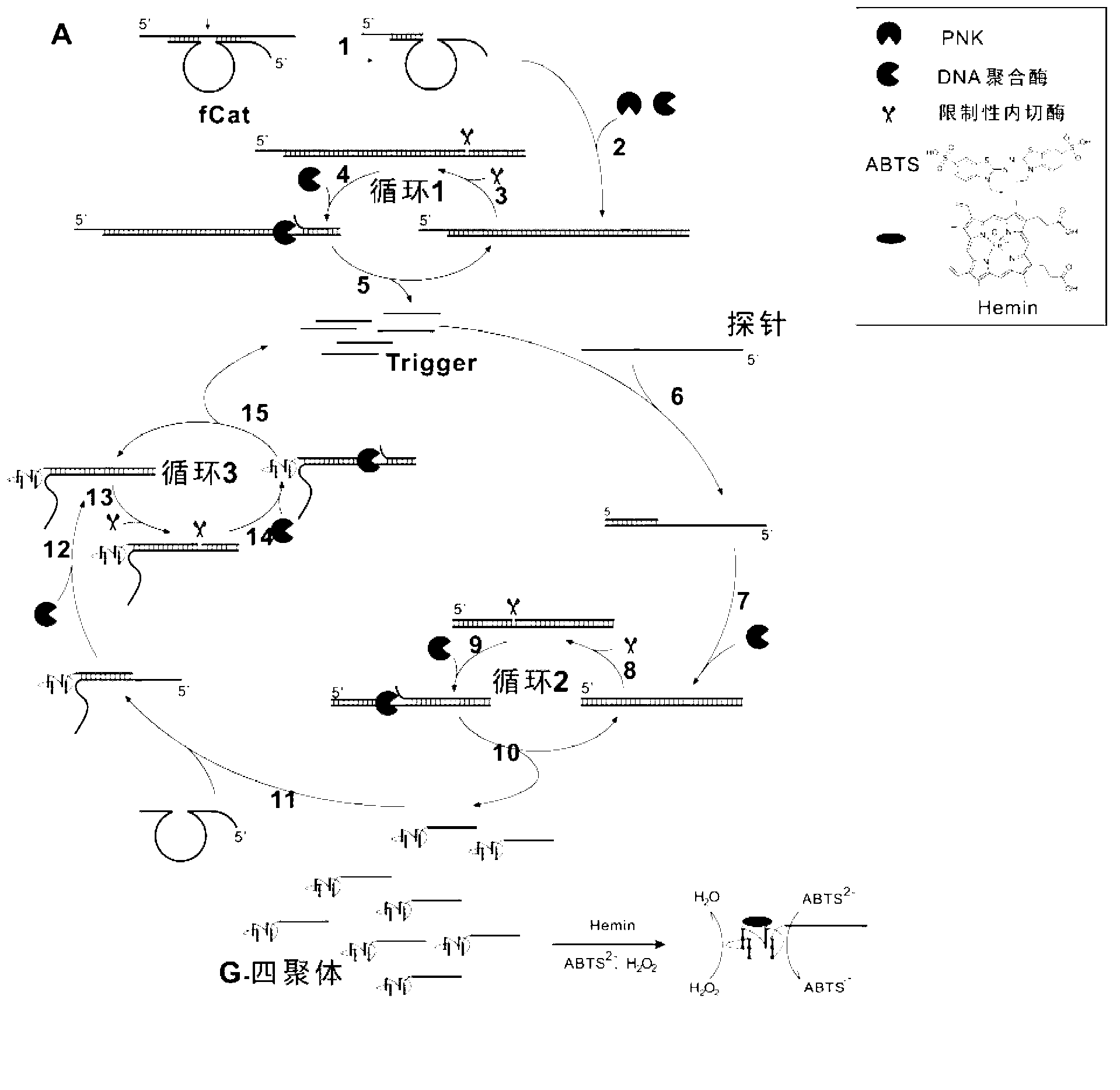 Isothermal detection method of RNA (Ribonucleic Acid)