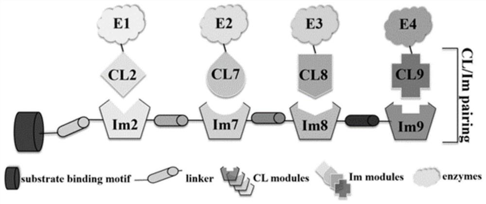 Protein compound based on Escherichia coli E family DNA enzyme and application of protein compound in artificial protein scaffold