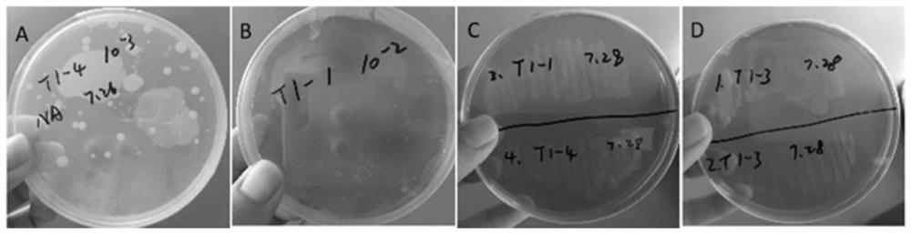 Biochemical composite material as well as preparation method and application thereof