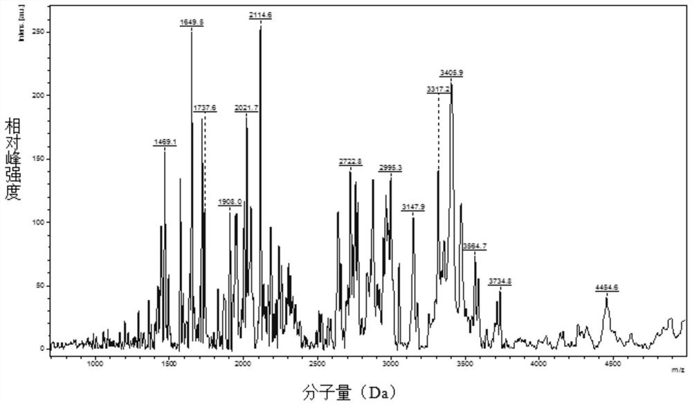 Method for preparing collagen oligopeptide by hydrolyzing animal skin by using bacillus subtilis