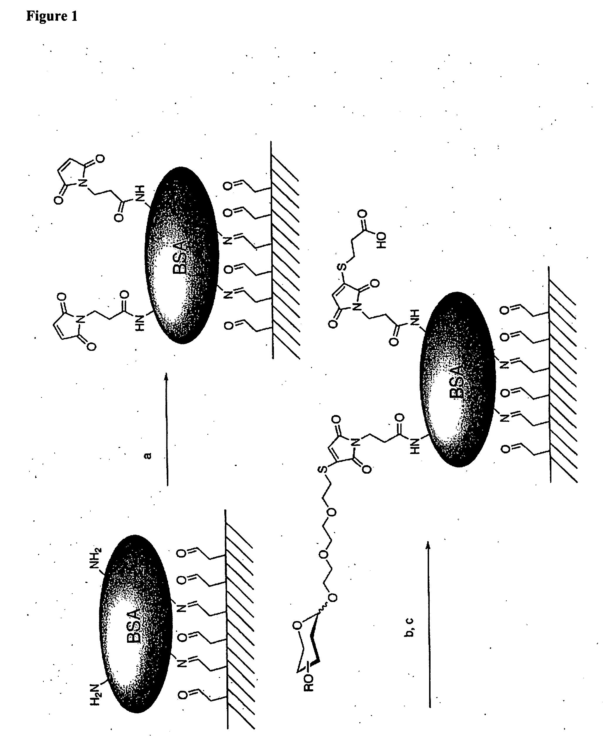 Microarrays and microspheres comprising oligosaccharides, complex carbohydrates or glycoproteins