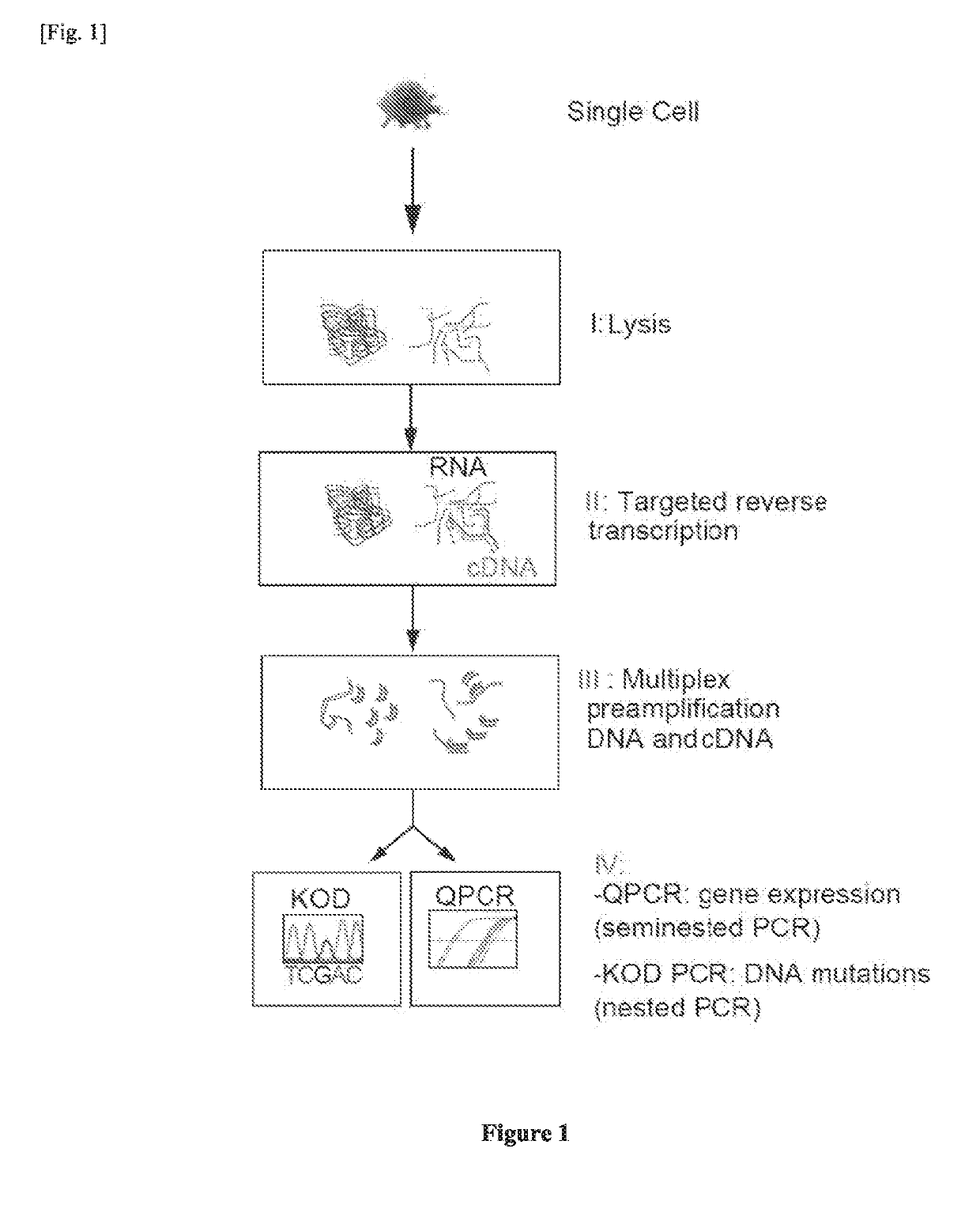 Single cell RNA and mutational analysis PCR (scrm-PCR): a method for simultaneous analysis of DNA and RNA at the single-cell level