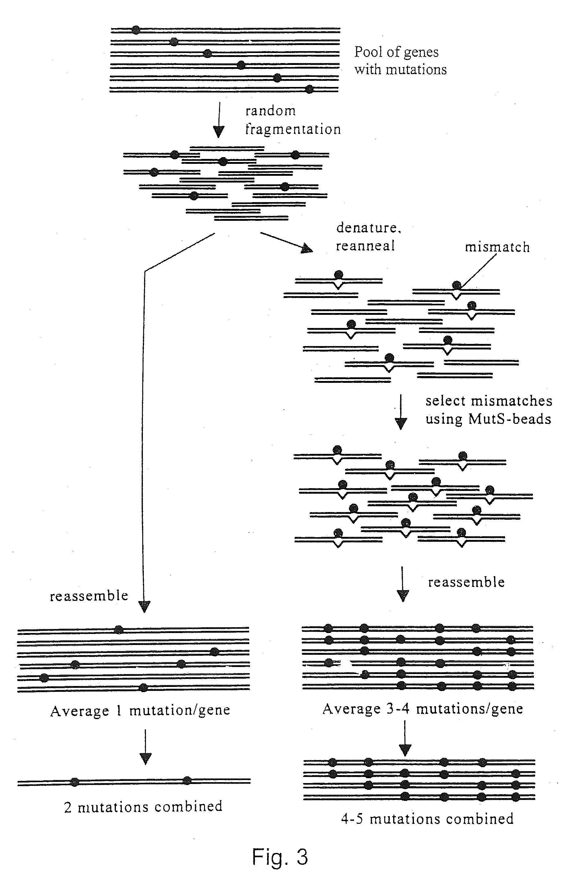 Evolution of whole cells and organisms by recursive sequence recombination