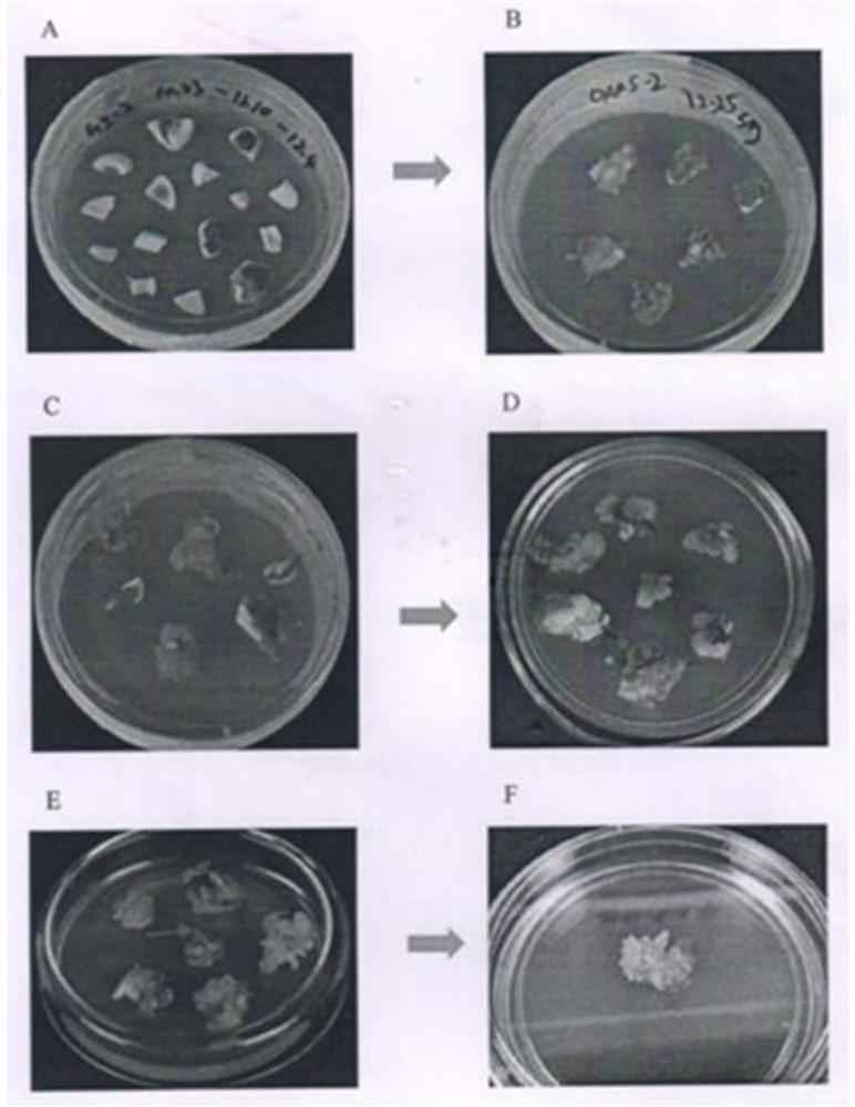 Efficient method for inducing somatic embryos of white-flower camellia oleifera abel Ganwu-2