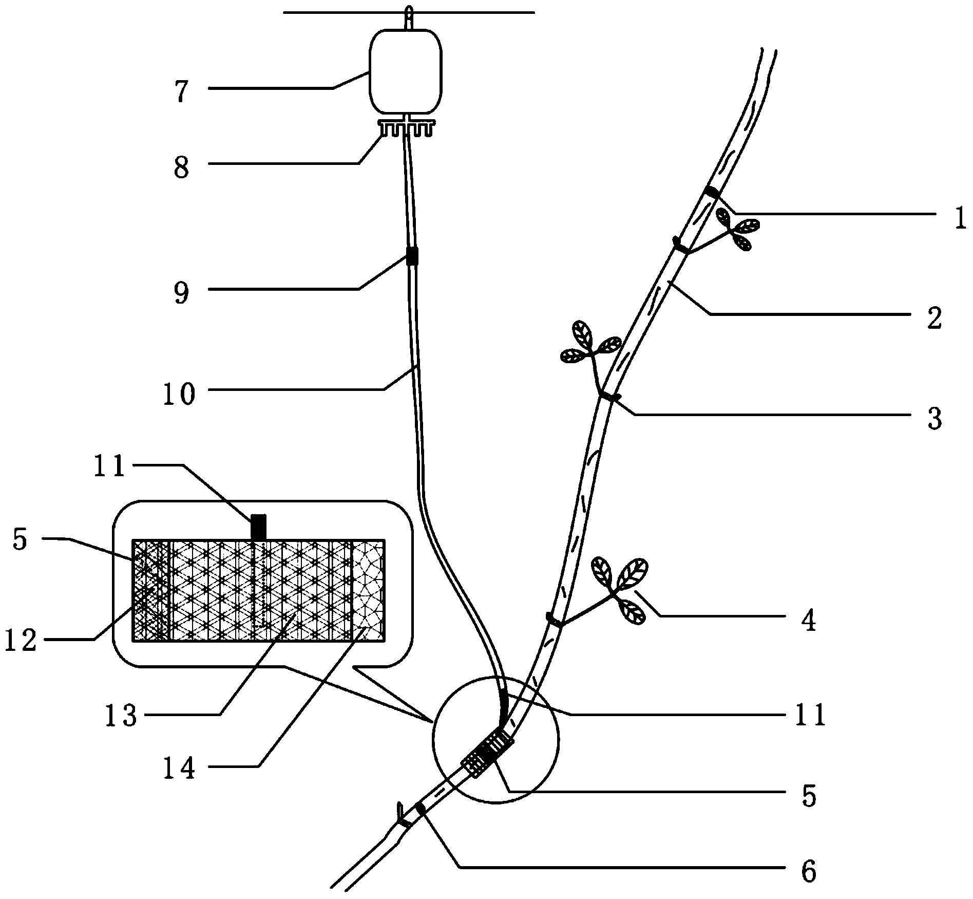 Cutting seedling culture method of akebia trifoliate