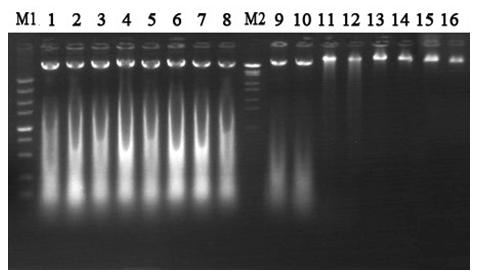 Method for extracting deoxyribonucleic acid (DNA) from mature kenaf laminas