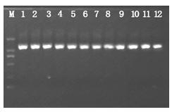 Method for extracting deoxyribonucleic acid (DNA) from mature kenaf laminas