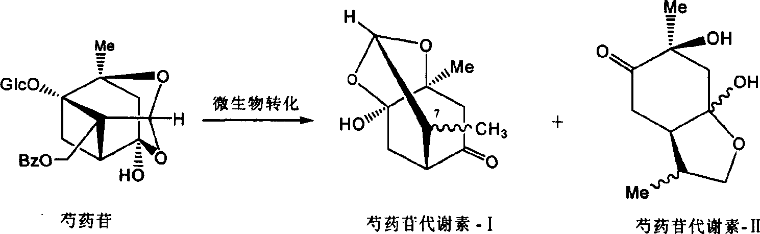 Method for producing paeonin metabolite-I by short lactobacillin fermentation