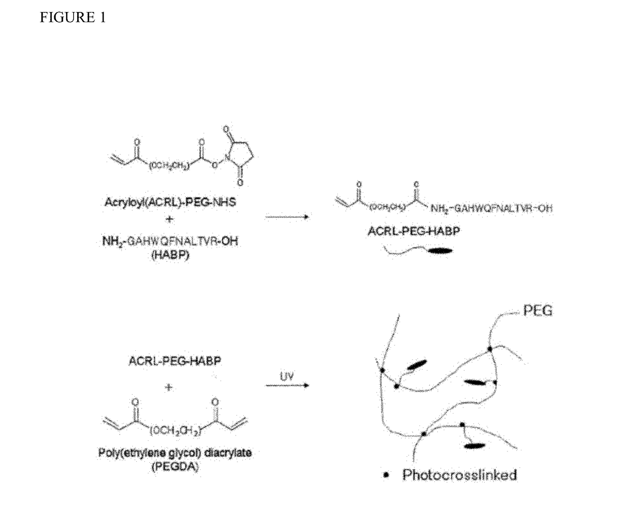 Biomaterials comprising hyaluronic acid binding peptides and bifunctional biopolymer molecules for hyaluronic acid retention and tissue engineering applications