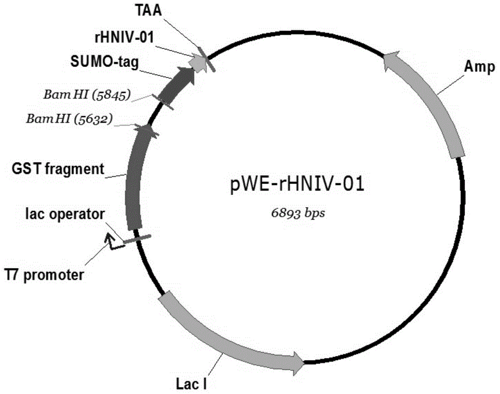 Expression vector and preparation method of HNTX (Hainantoxin)-IV analogue rHNIV-01