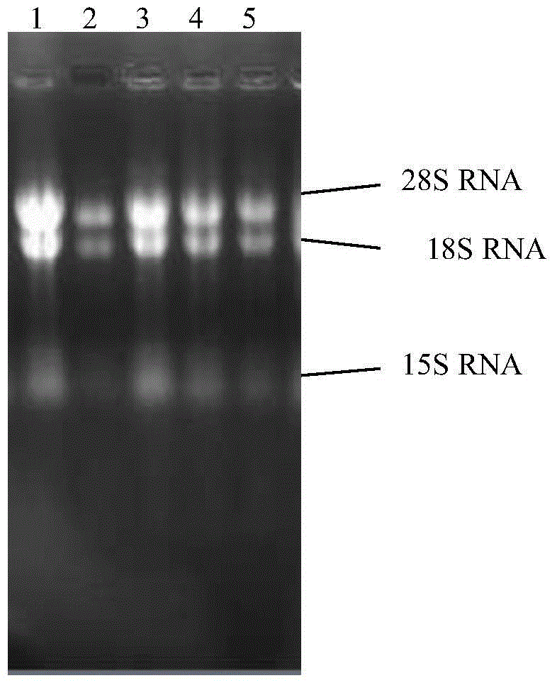 Cordyceps sinensis 3-isopropylmalate dehydrogenase a, coding gene and its application