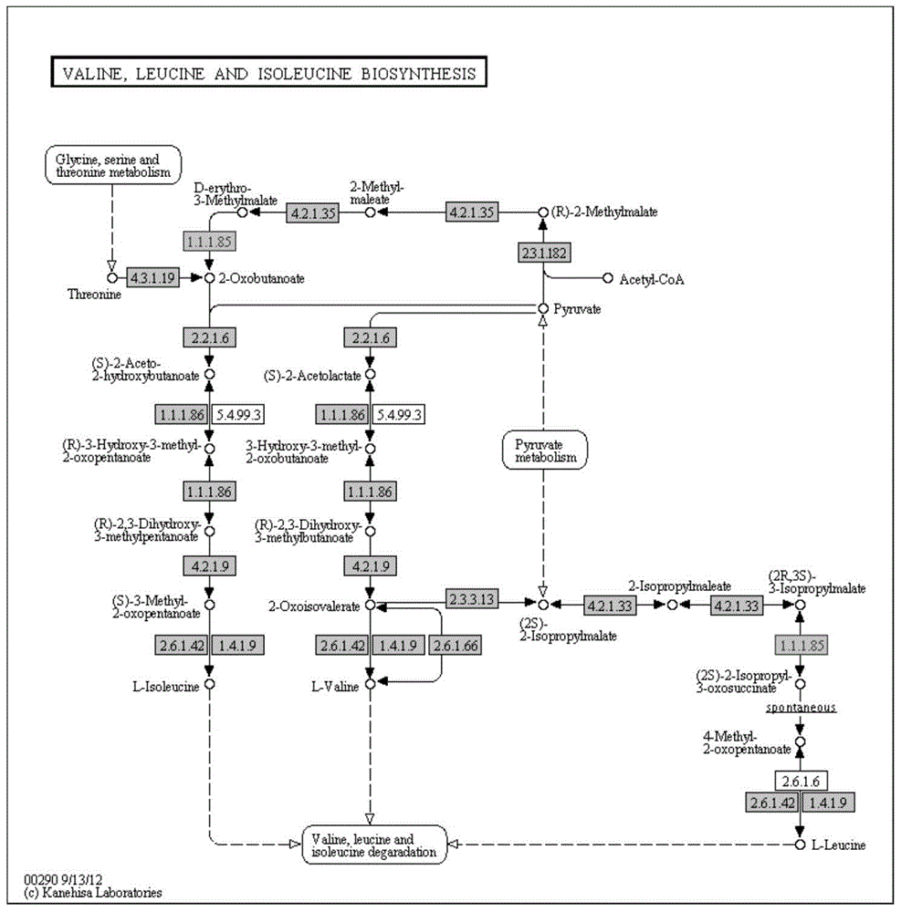 Cordyceps sinensis 3-isopropylmalate dehydrogenase a, coding gene and its application