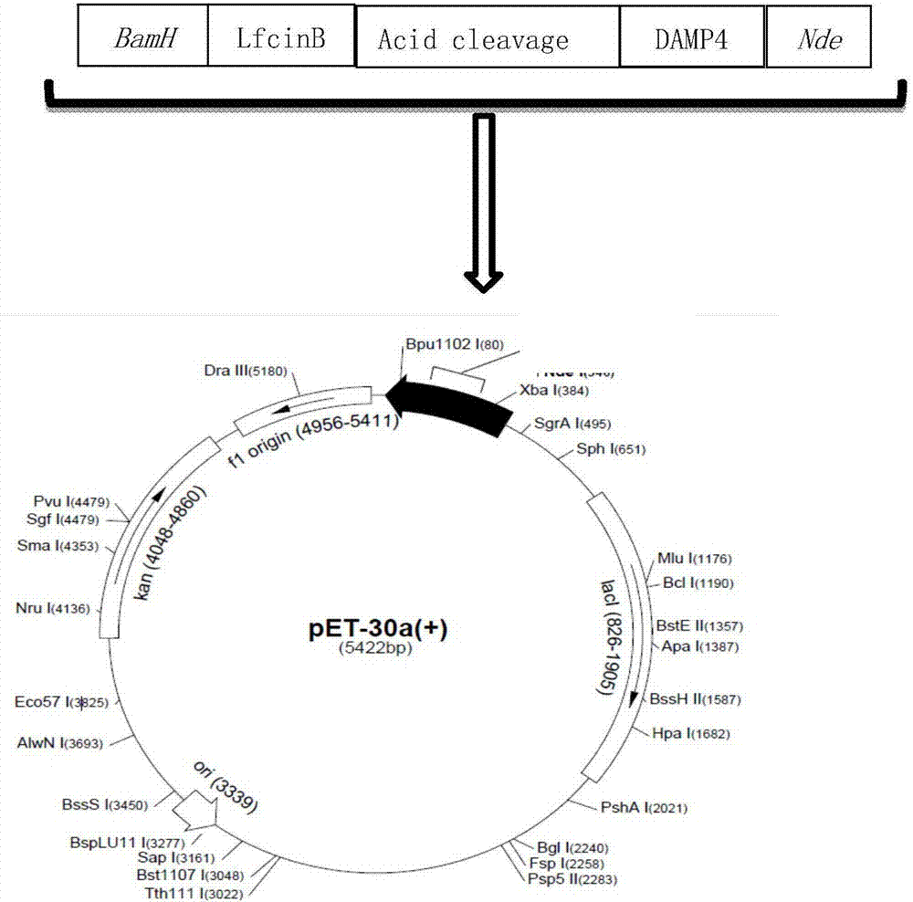 Fusion protein DAMP4-LfcinB, recombinant vector, recombination strain