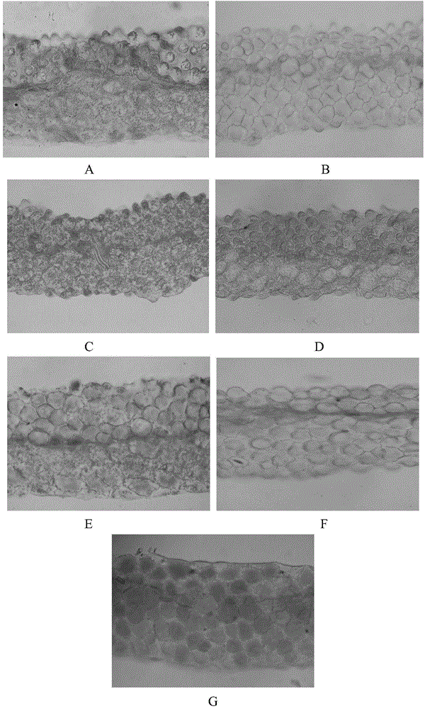 Application of LCYB (lycopene-beta-cyclase) and LCYE (lycopene-epsilon-cyclase) expression interference and EGL3 excessive expression in preparation of brassica plants with red petals