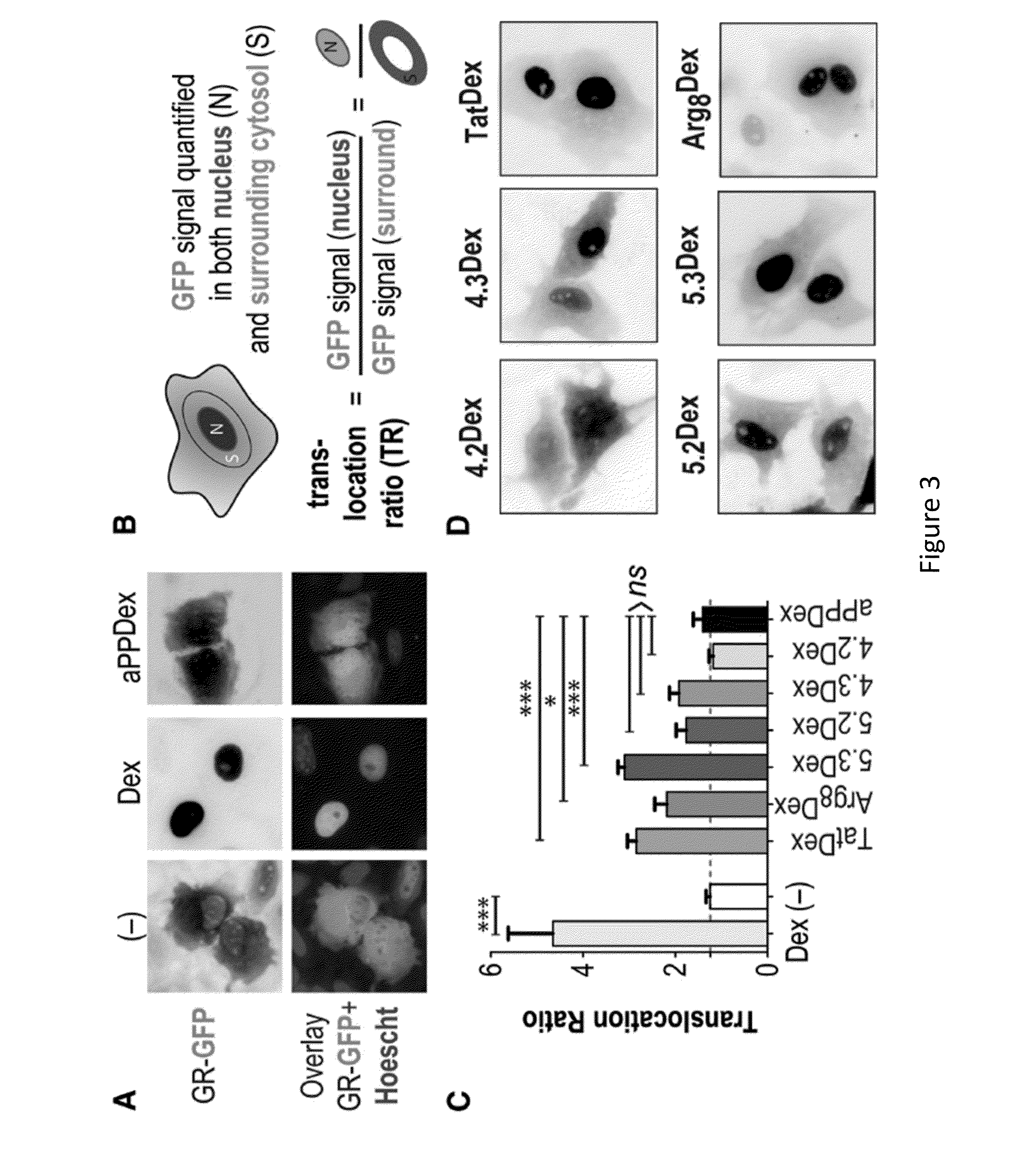 Modified Proteins and Methods of Use Thereof