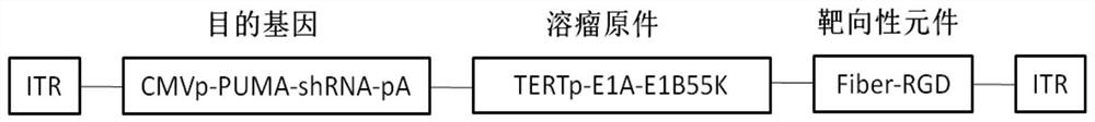 Recombinant oncolytic adenovirus, recombinant oncolytic adenovirus vector for preparing the recombinant oncolytic adenovirus, construction method and application thereof