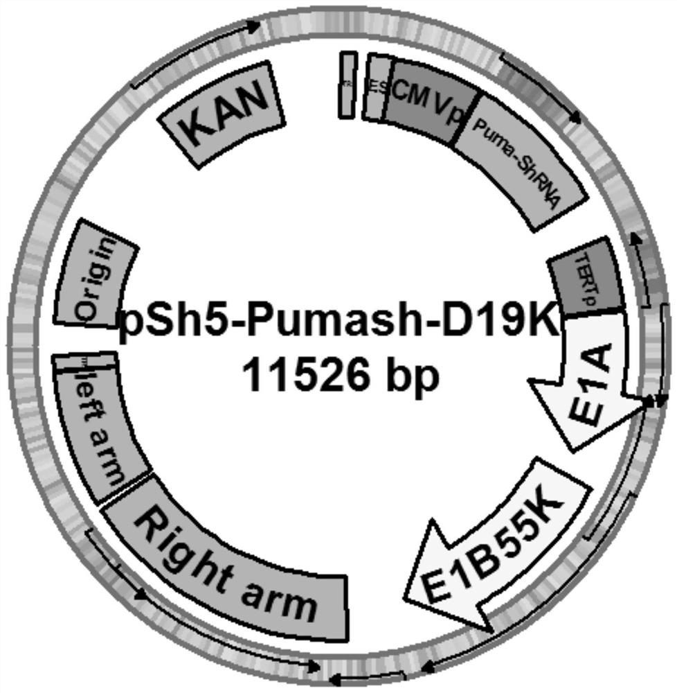 Recombinant oncolytic adenovirus, recombinant oncolytic adenovirus vector for preparing the recombinant oncolytic adenovirus, construction method and application thereof