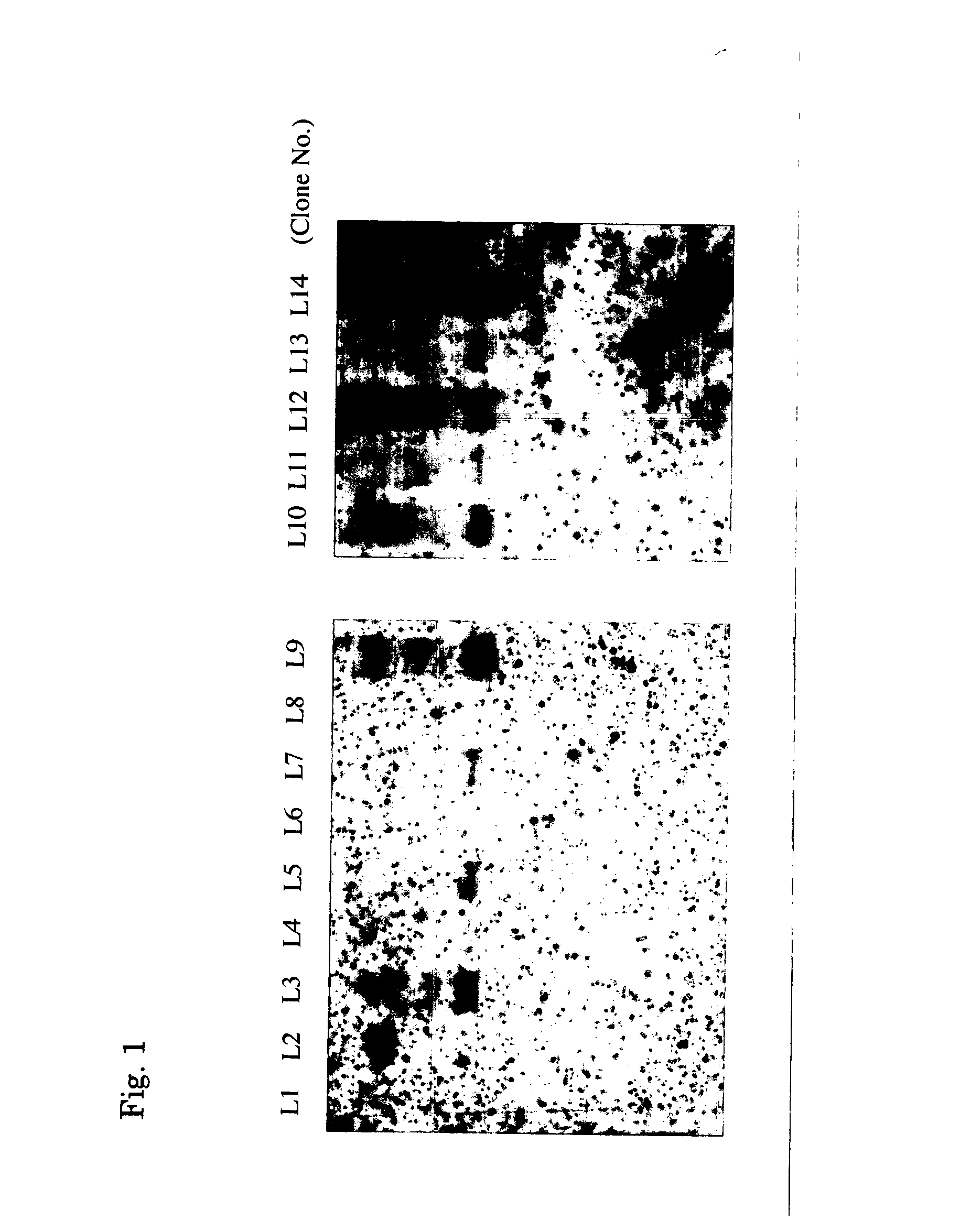 Cells to be used in producing virus vector, process for producing the same, and process for producing virus vector with the use of the cells