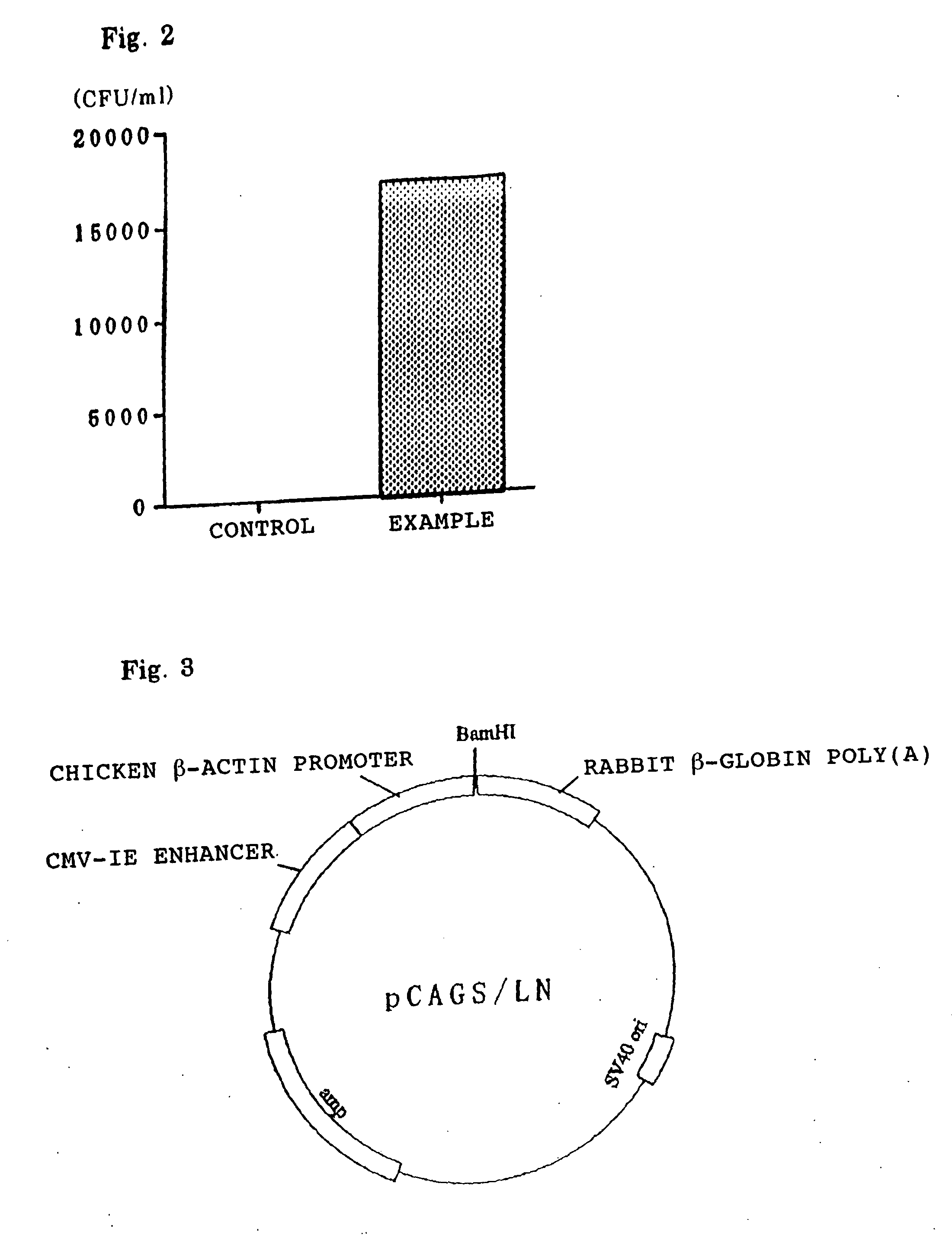 Cells to be used in producing virus vector, process for producing the same, and process for producing virus vector with the use of the cells