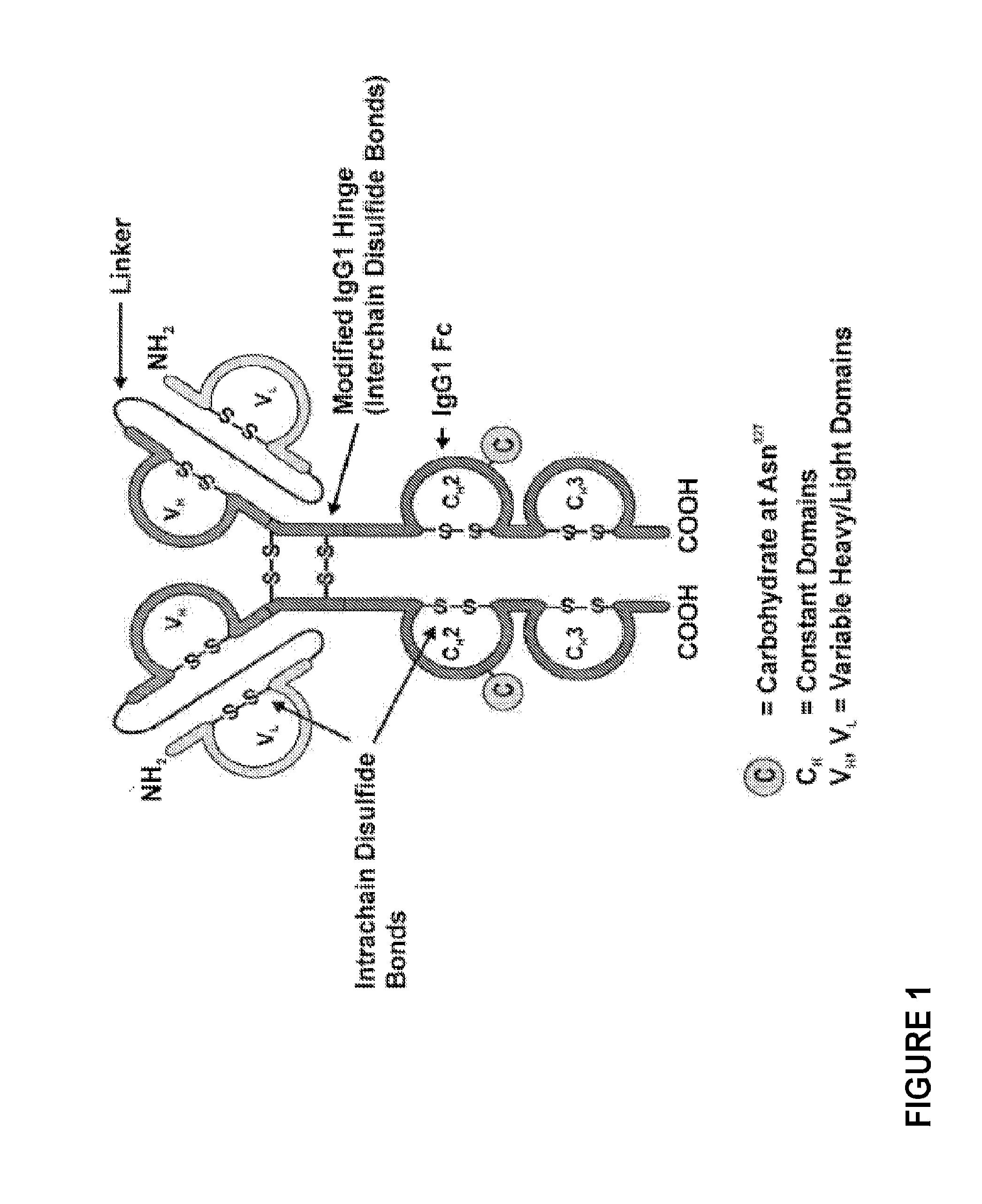 Methods of purifying small modular immunopharmaceutical proteins