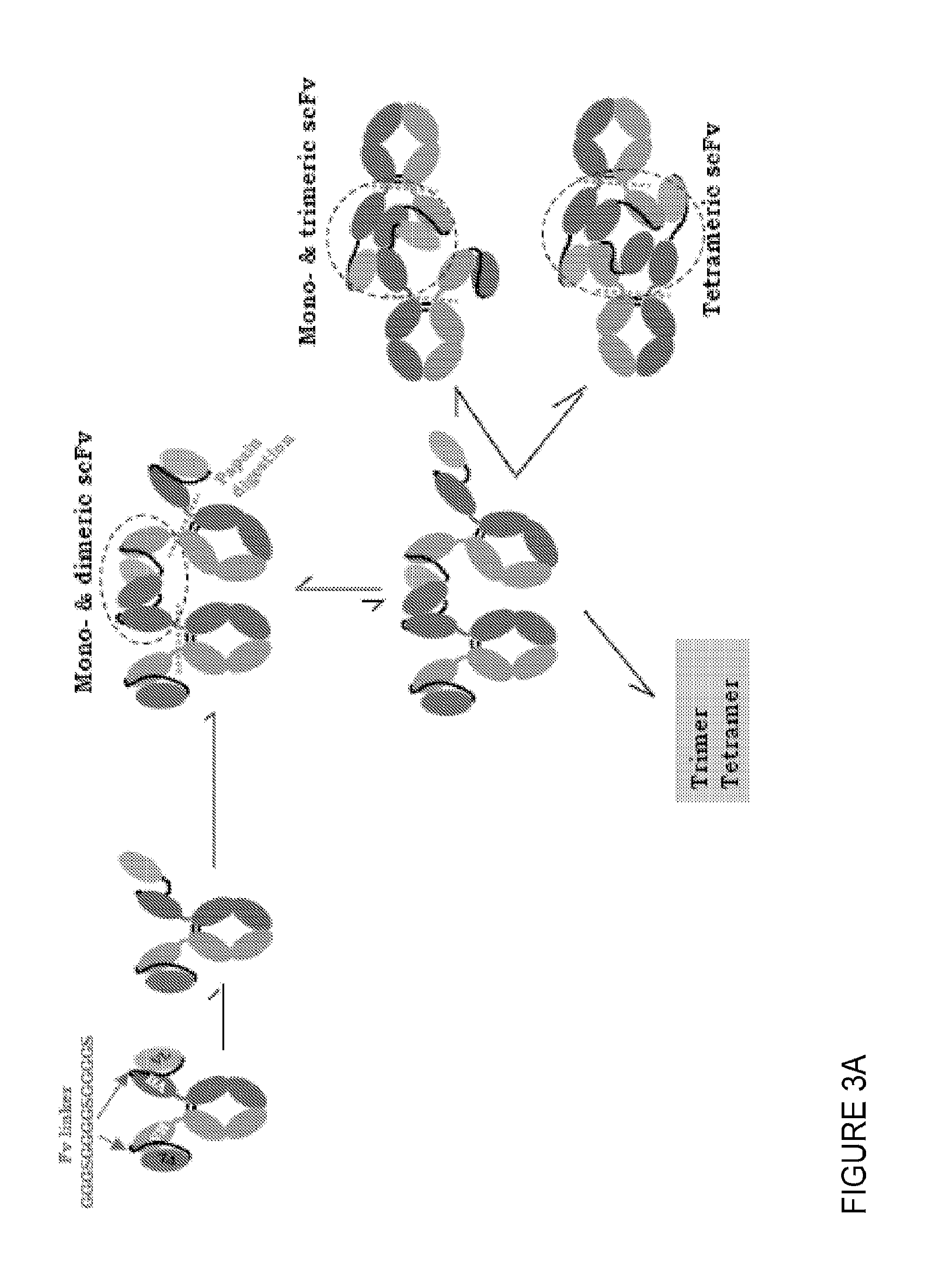Methods of purifying small modular immunopharmaceutical proteins