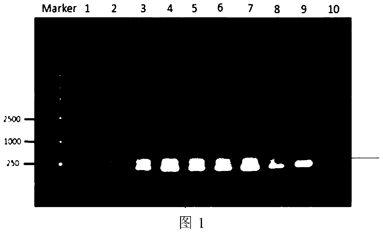 Method for cloning member group of isopentenyl transferase gene family