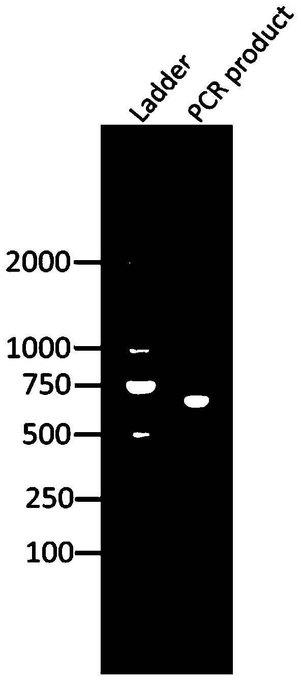 Method for cloning member group of isopentenyl transferase gene family