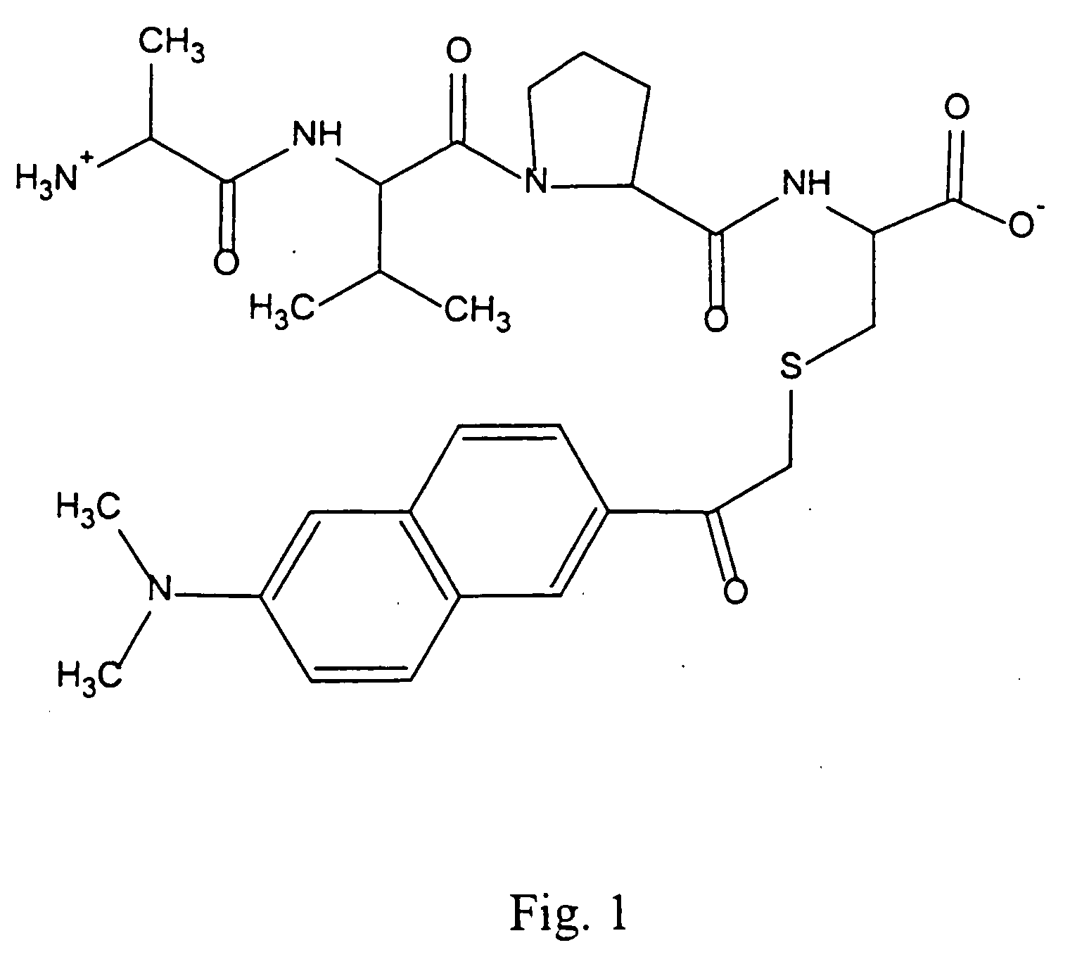 Iap binding peptides and assays for identifying compounds that bind iap