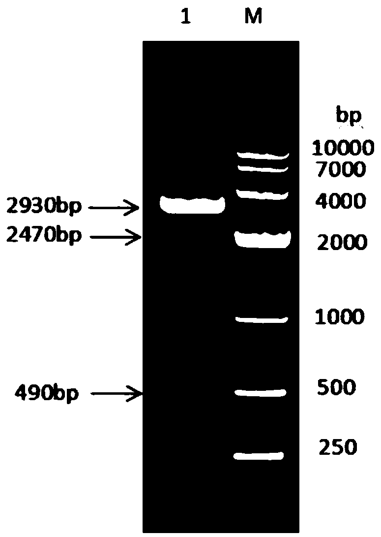 Fusion protein composed of sheep albumin, interferon Tau and interleukin 2, preparation method thereof and its coding gene, and sheep long-acting interferon
