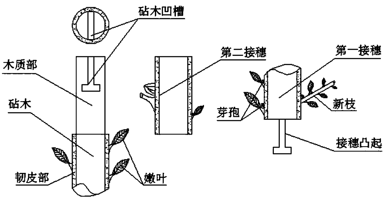 Technological method for grafting reddish yellow yulan magnolia to white yulan magnolia