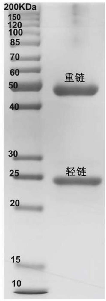 Variable region sequence of broad-spectrum antibody resisting clothianidin and dinotefuran and preparation of recombinant complete antibody of variable region sequence