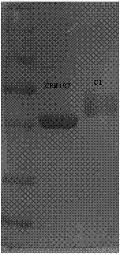 Mycobacterium tuberculosis OS-tb oligosaccharide conjugate, and preparation method and application thereof